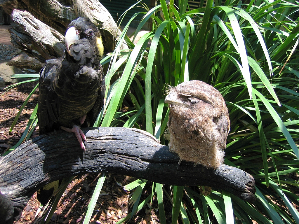 230 Wildlife Habitat Port Douglas.jpg